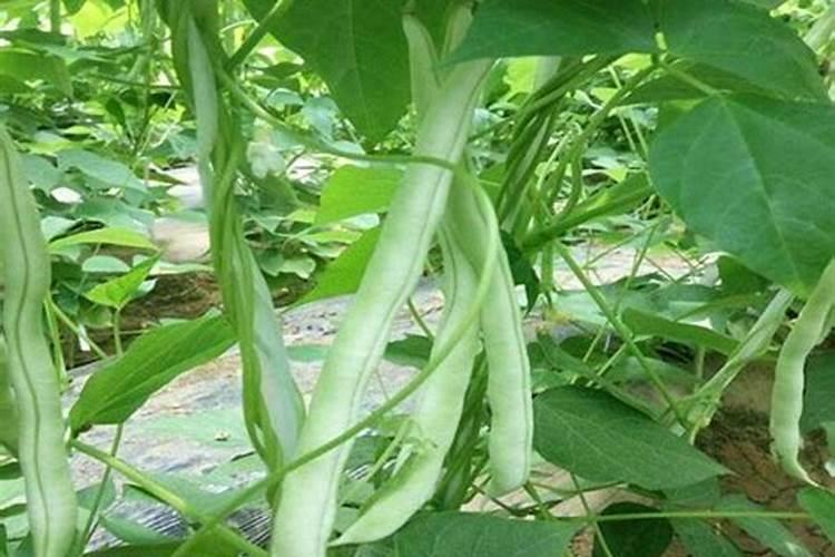 四季豆叶子黄了是怎么回事
