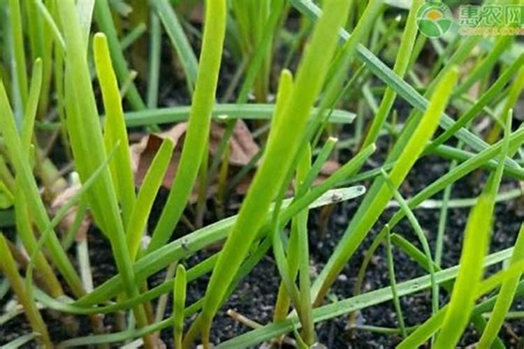 花盆里种植韭菜用尿素还是复合肥