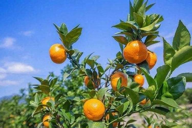柑橘树怎样种植最好