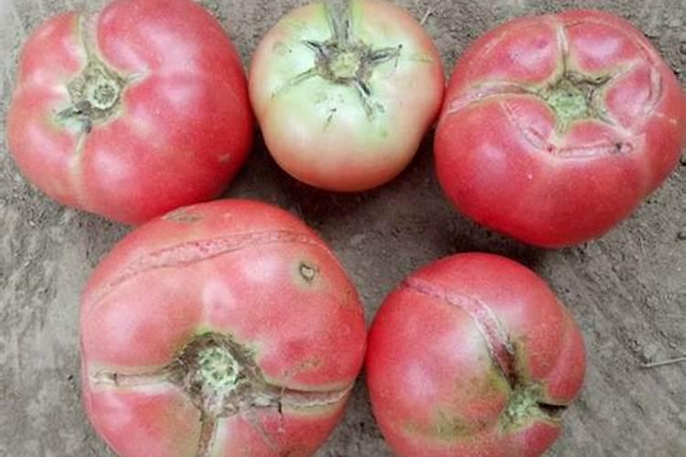 西红柿矿源黄腐酸钾上多会怎么样