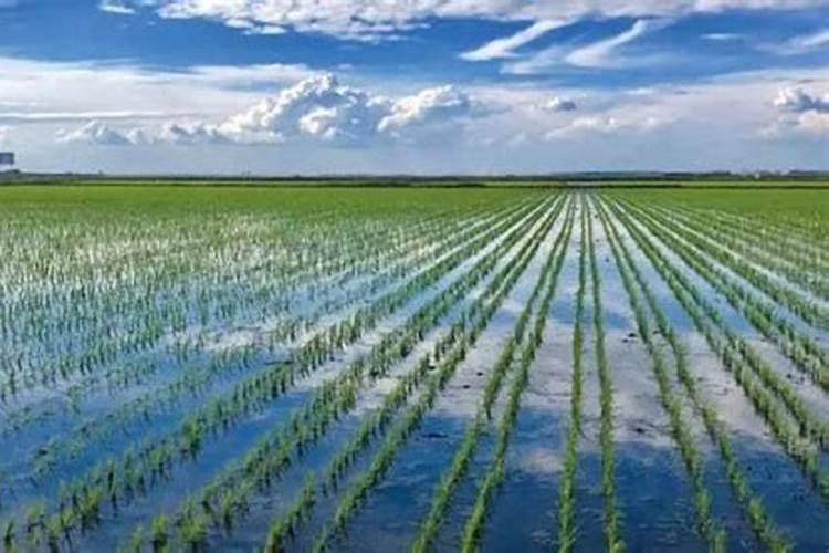 牡丹施肥用什么肥料合适,种植牡丹花四大高效肥料