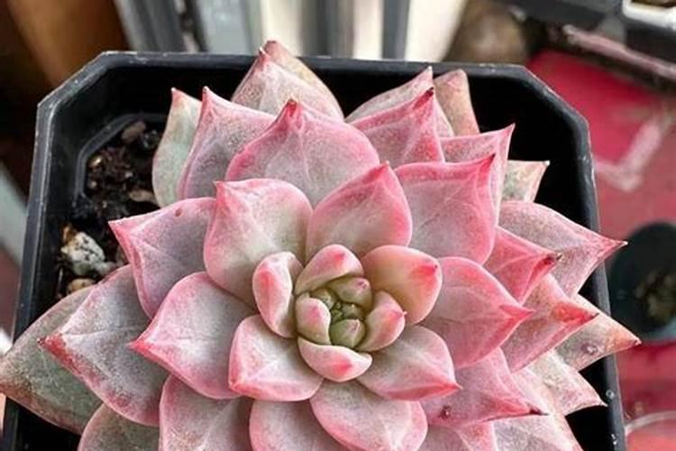 多肉施肥的最佳时间 多肉什么时候施肥