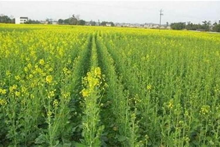 种植油菜为什么要施硼肥 油菜啥时候施硼肥好