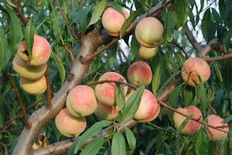 桃树的叶面肥有哪些