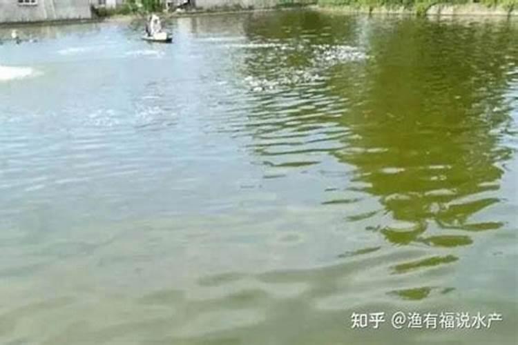 种油葵几天出苗？有何种植经验分享呢？