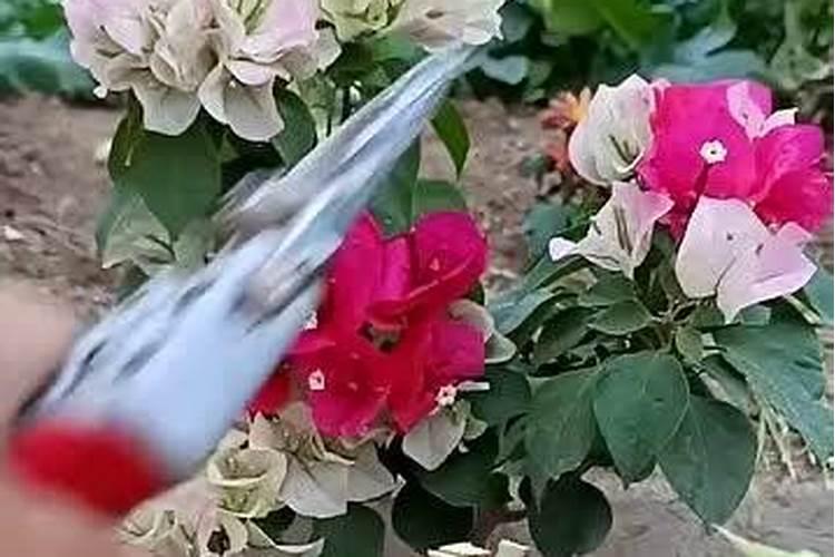 三角梅怎么养护才会开花不断