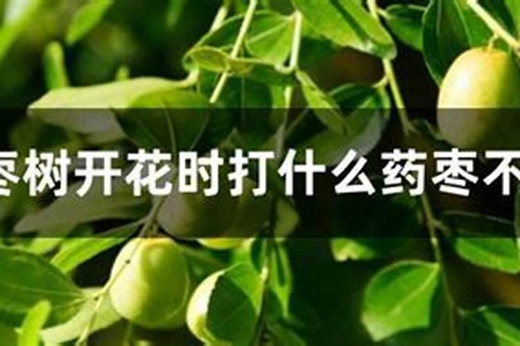 冬枣高效种植管理要点 冬枣怎么施肥比较好