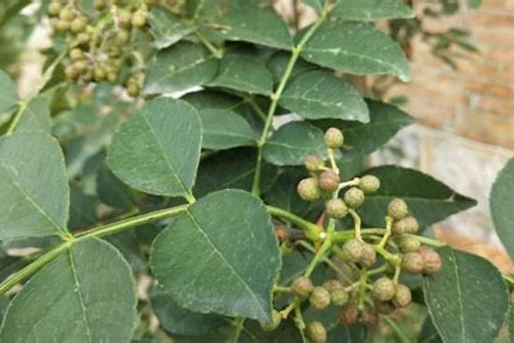 新买的君子兰如何浇水