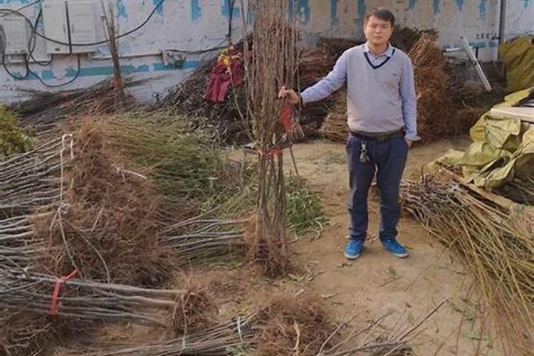 “樱桃好吃树难栽”在种植樱桃树时,都有哪些技巧？
