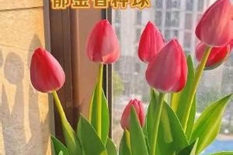 晶体智力:晶体对人类身心灵的疗愈作用