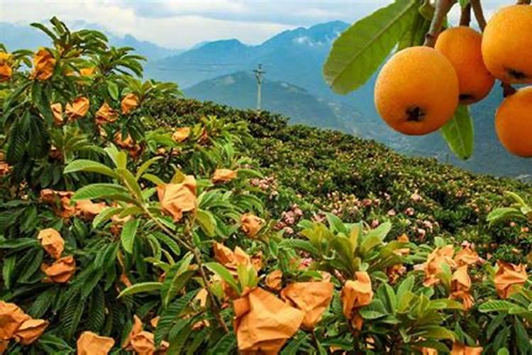 芸苔素0.0075%使用方法