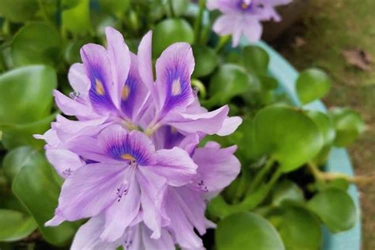 马六甲板材有什么有点 缺点