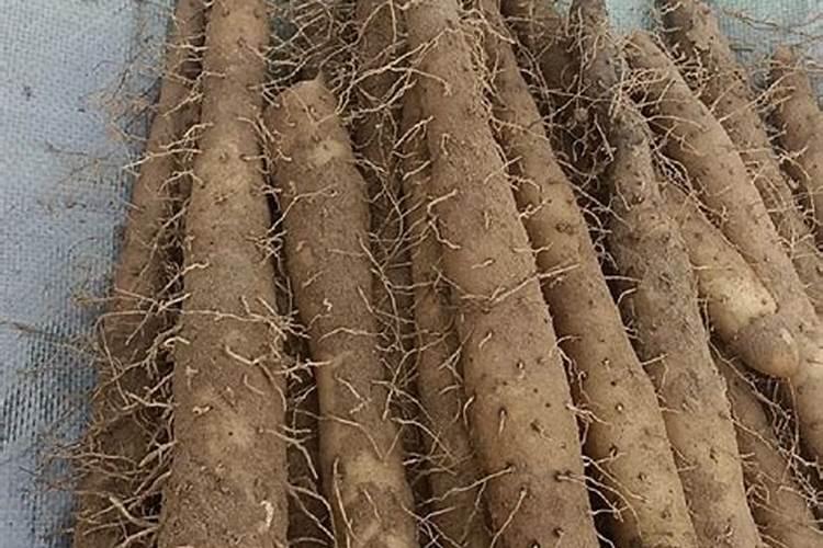 种植芋头需要用什么肥料最好