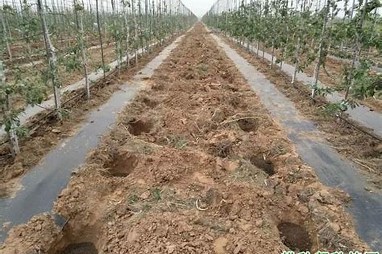 种植果树时需要施肥吗？