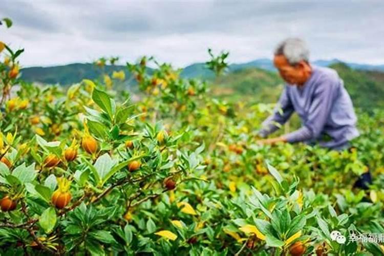 栀子花要怎么养育呢？它的花语呢,还有生长在哪呢