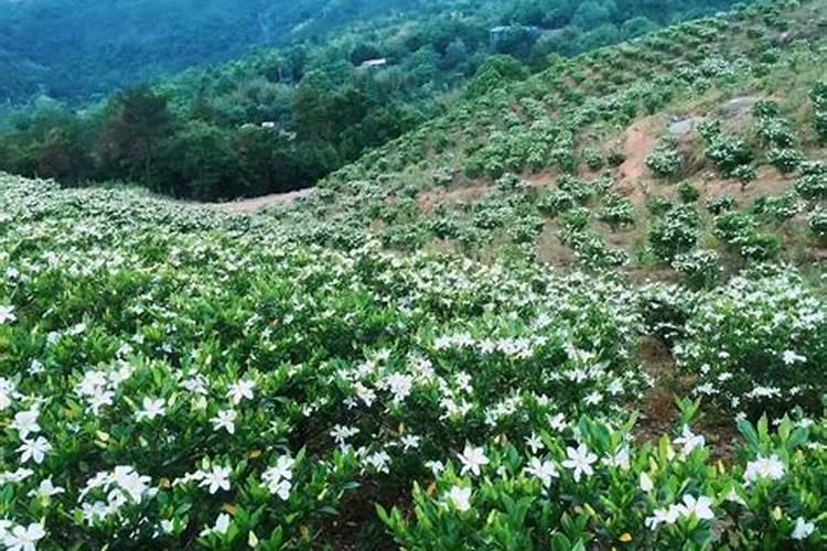 栀子花每亩用多少肥料并如何施肥？
