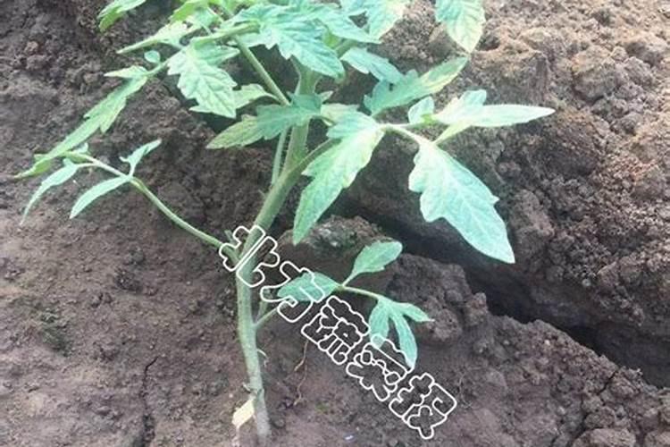 西红柿第一高钙高钾第二水怎么浇