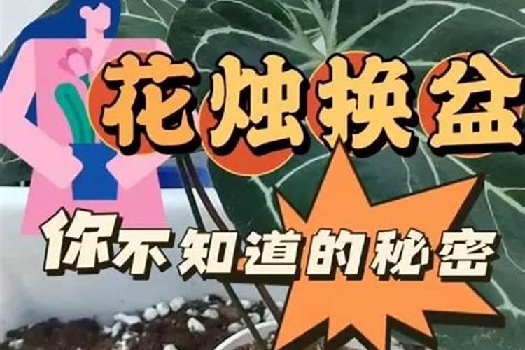 花烛怎么养才能开花