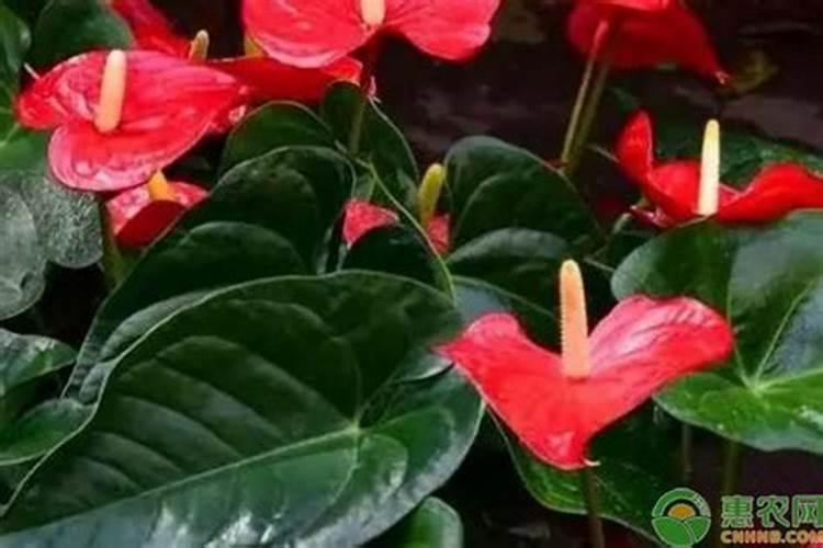 水晶花烛的水培方法