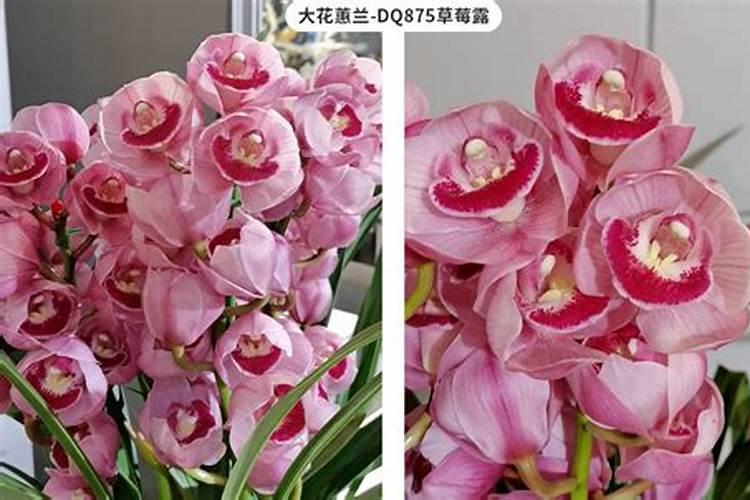 蝴蝶兰出花骨朵后还能施肥吗