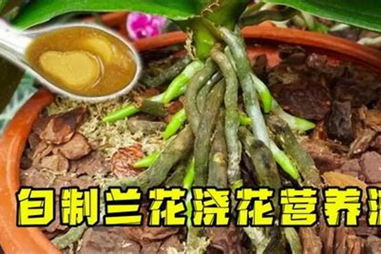 换盆换土后什么时间浇水,怎样浇水好