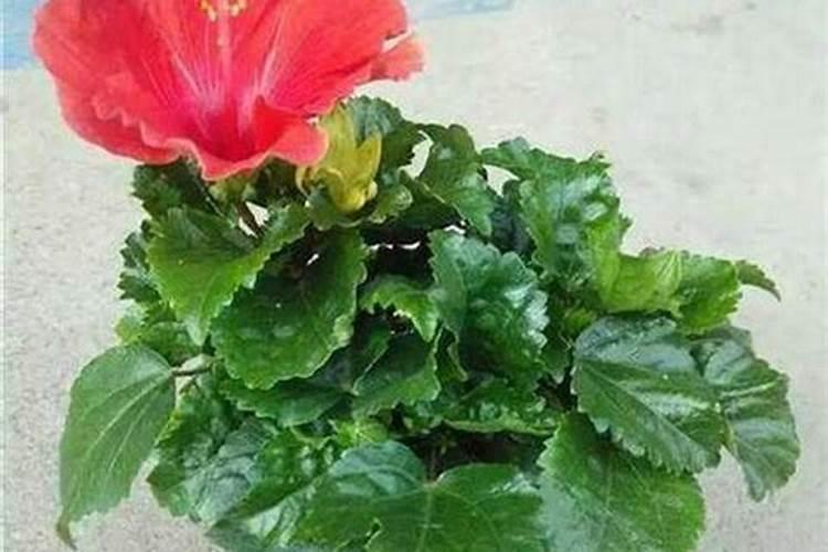 扶桑花掉花蕾的原因及解决办法