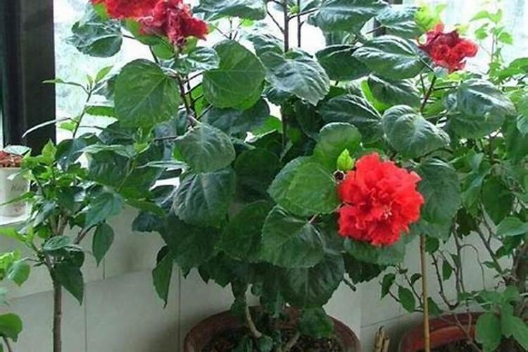 扶桑花黄叶怎么回事新养的扶桑花老是黄叶怎么办