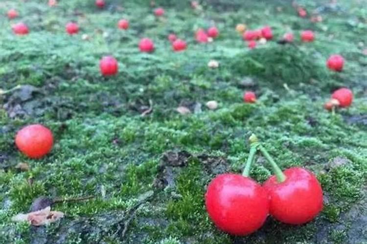 樱桃保花保果用什么药