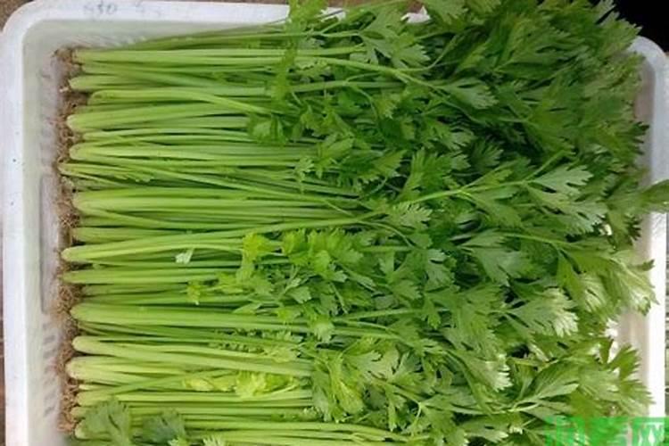 芹菜施什么肥长得好