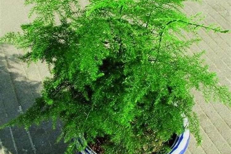 文竹叶子发黄用什么肥,豆饼肥持效长还可改善叶黄