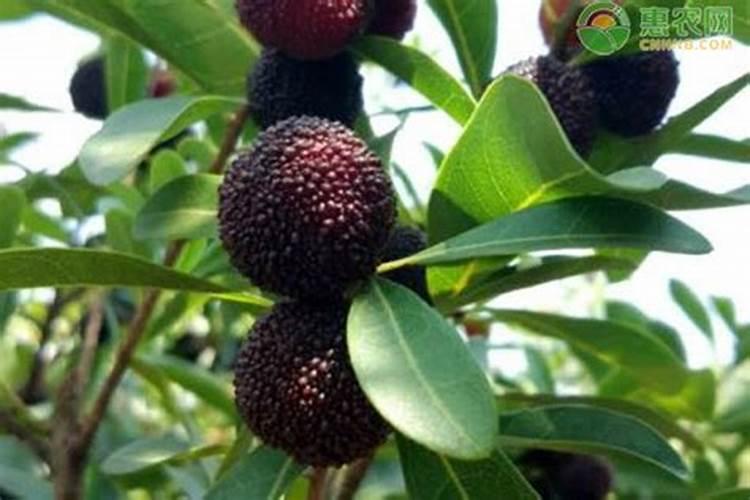 杨梅膨果肥用什么肥最好(杨梅膨果期施什么肥料又大又甜)