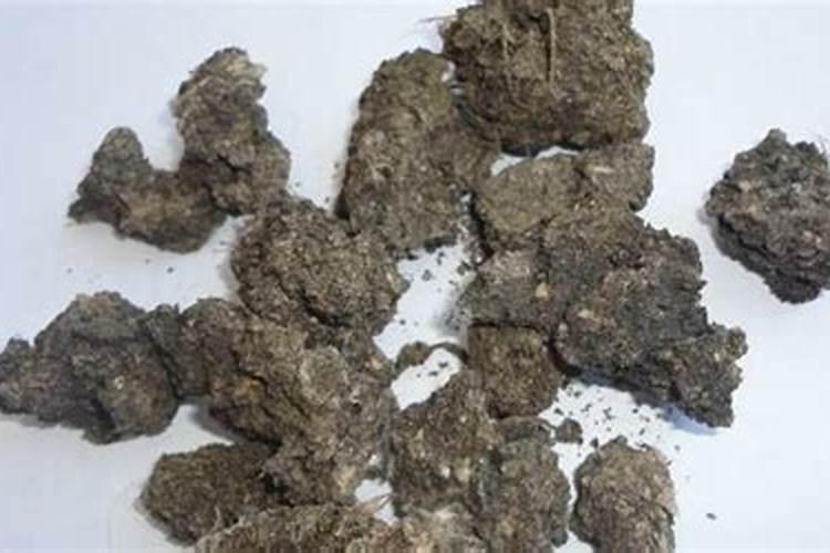 种菜鸡粪和猪粪哪种比较好