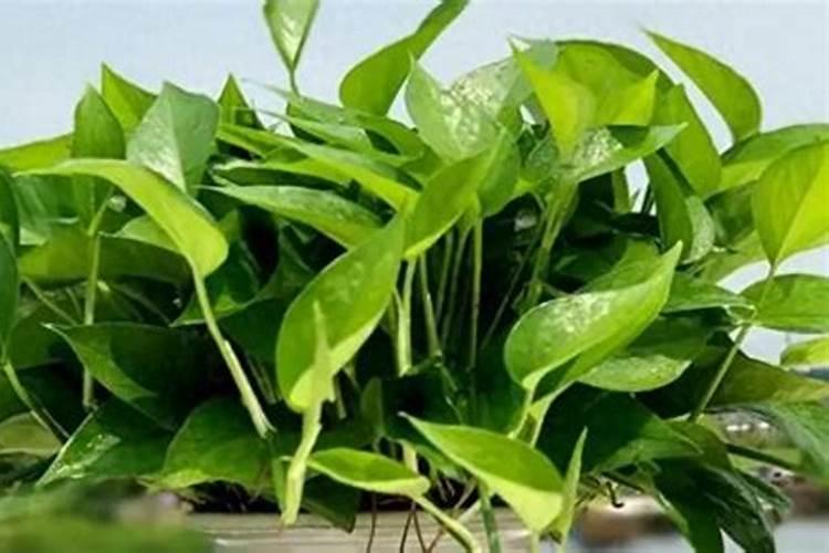水培绿萝用什么肥料