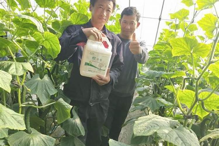磷酸二氢钾使用方法