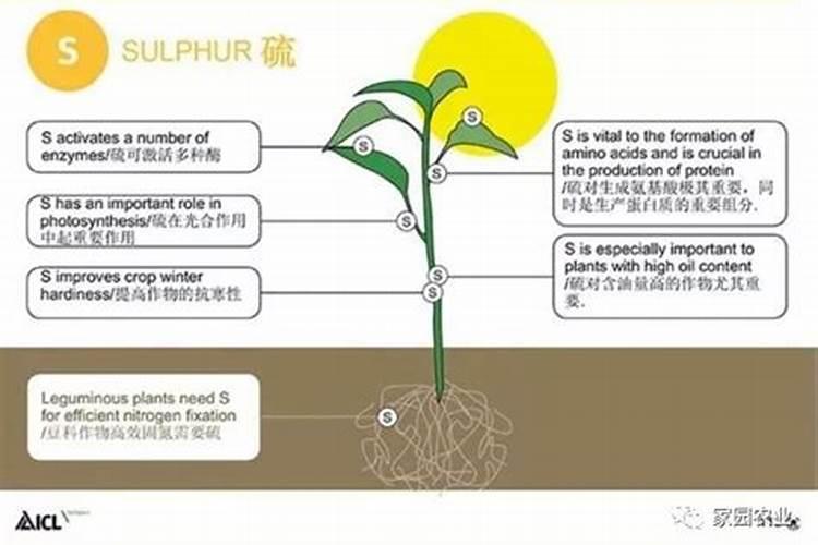 茄子最忌三种肥料