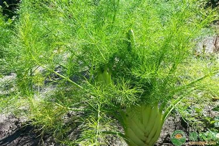 茴香开花后怎么养 茴香开花后如何种植养护呢