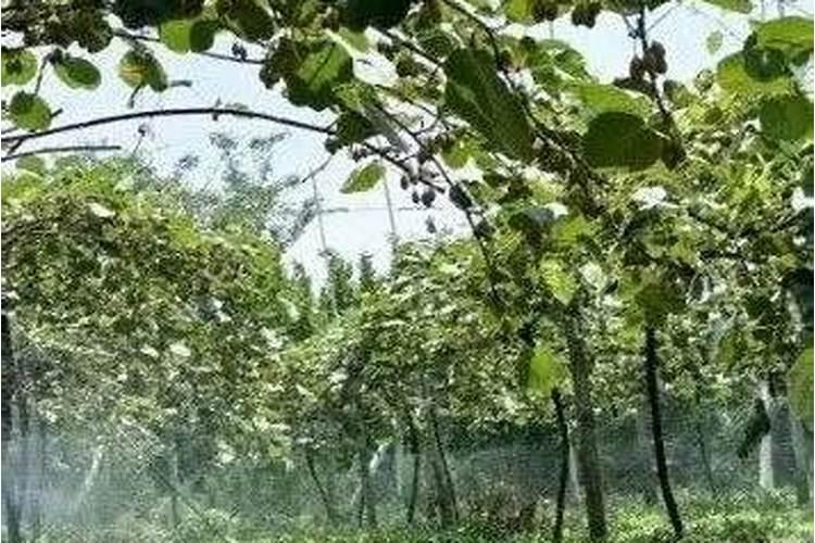 大豆开花期打什么叶面肥好 大豆用什么肥