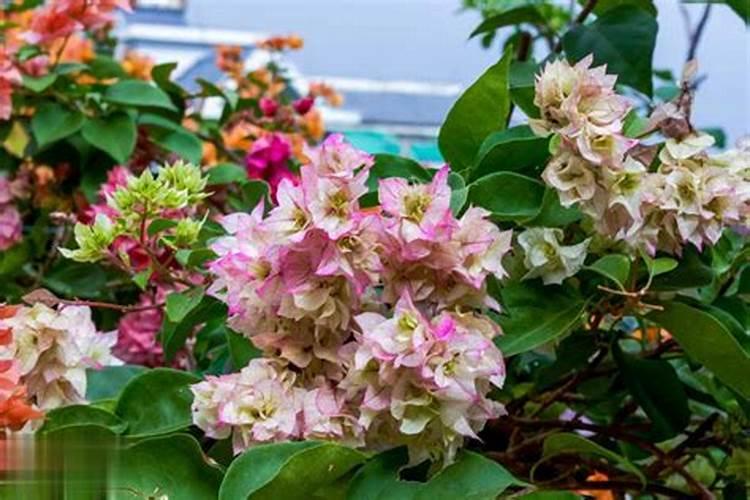 三角梅什么时候施肥好