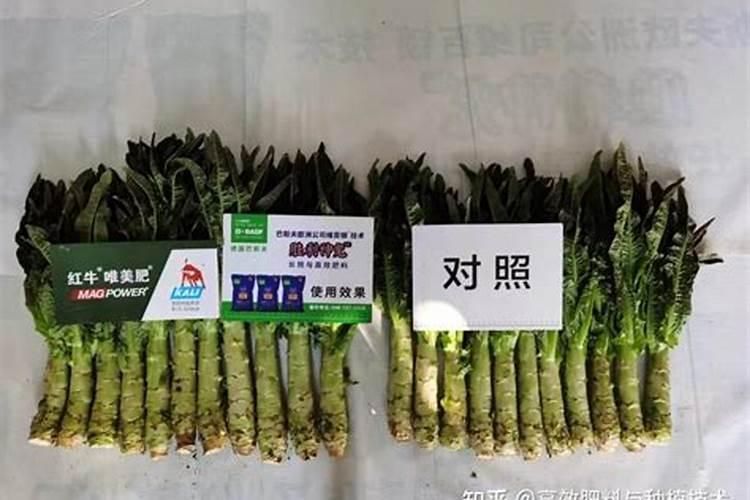 施什么肥能使植物的根、茎粗壮,叶片增厚,变得很有硬度