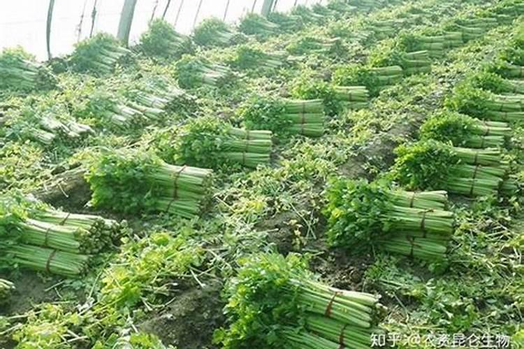 3月可以种植什么蔬菜
