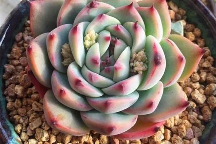 多肉植物能喷磷钾肥吗