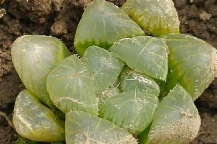 多肉植物能喷磷钾肥吗