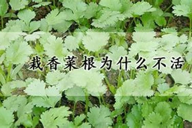 尿素浇菜最佳方法