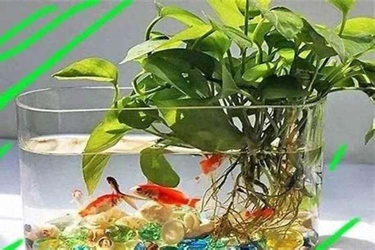 绿萝用什么肥料最好
