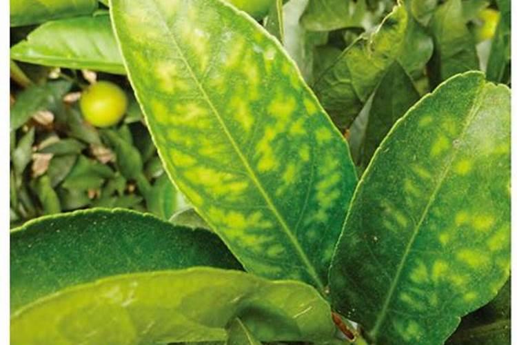 台湾青枣应该如何施肥