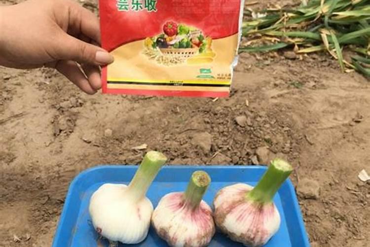 大蒜催苔肥用什么肥好