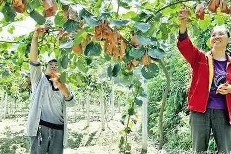 无花果怎样栽培种植无花果的栽培技术要点