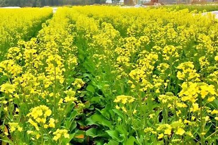 油菜盛花期能喷叶面肥吗