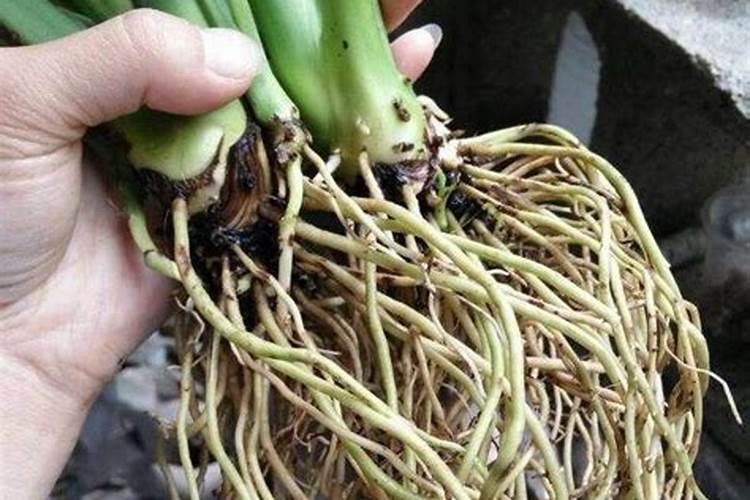 磷酸二氢钾加尿素喷施叶花叶黄了可以吗？