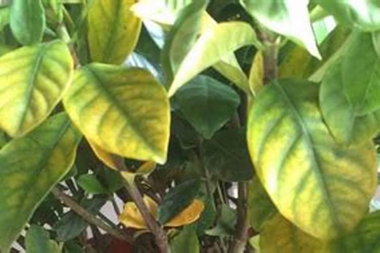 三角梅施肥什么肥最好 三角梅缺铁黄叶怎么追肥